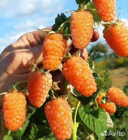 Ремонтантная малина