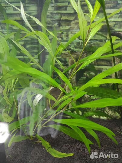 Аквариумное растение лимонник