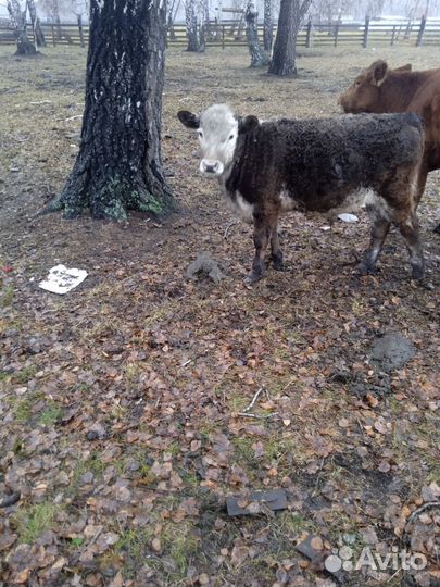 Бычки и быки