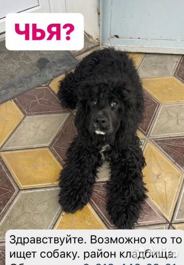 Найдена собака