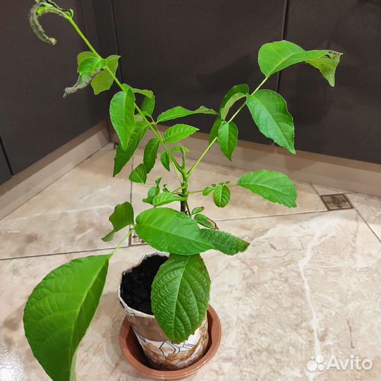 Грецкий орех саженцы