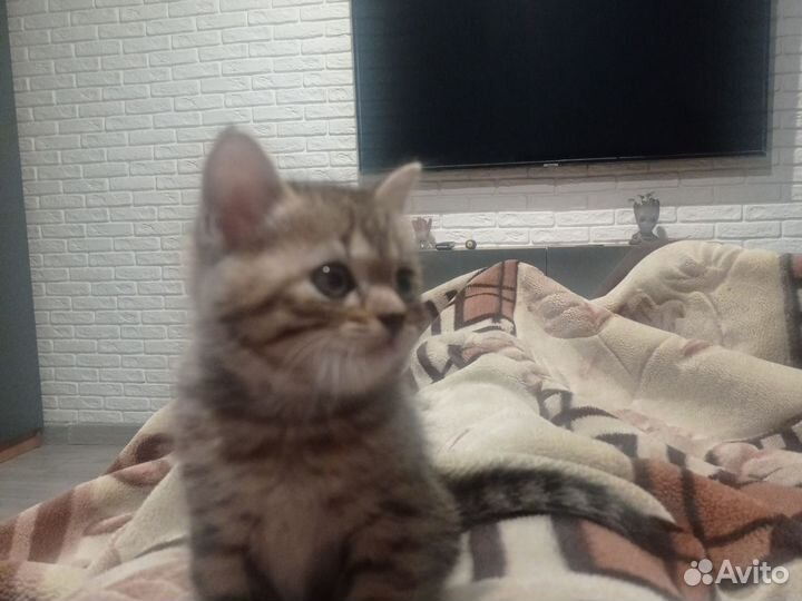 Девочка в добрые руки