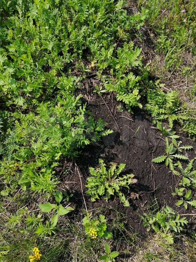 Участок 36 сот. (ИЖС)