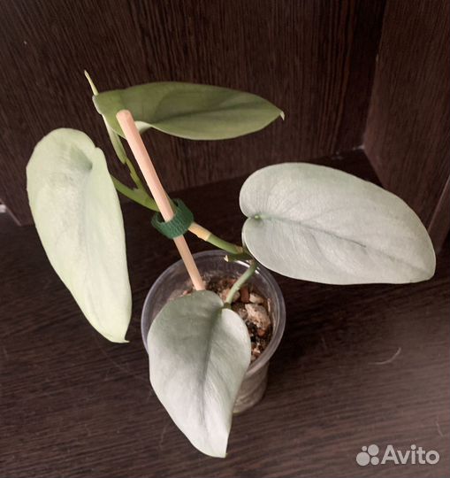 Сциндапсус Платинум