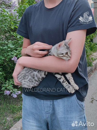 Бенгальские котята серебро из питомника