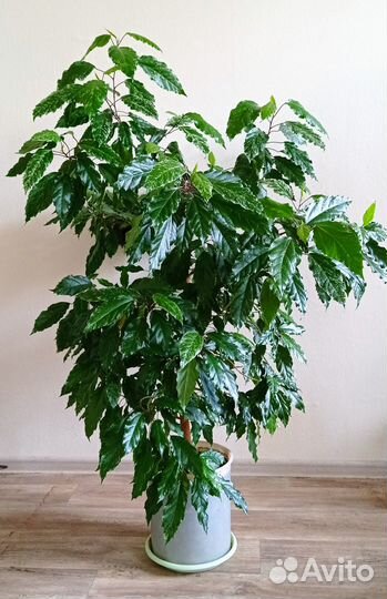 Гибискус пëстролистный