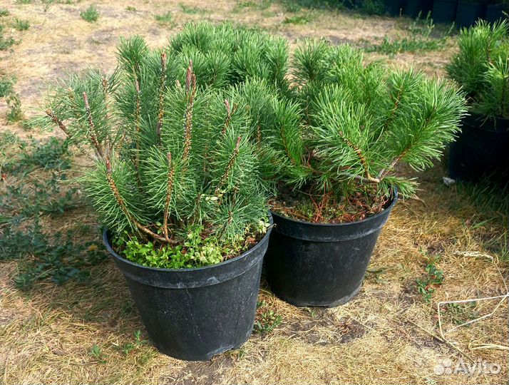 Сосна горная Мугус