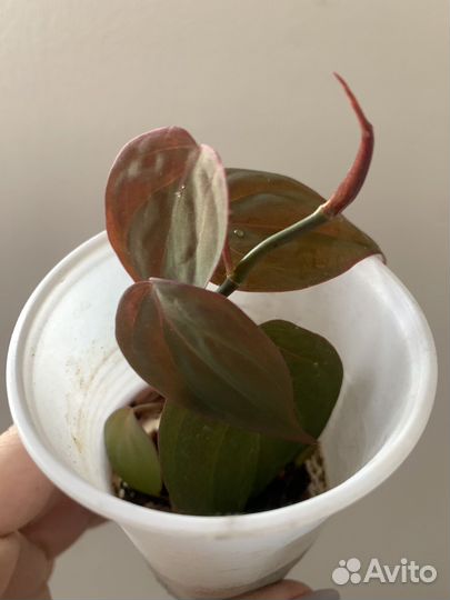 Филодендрон миканс