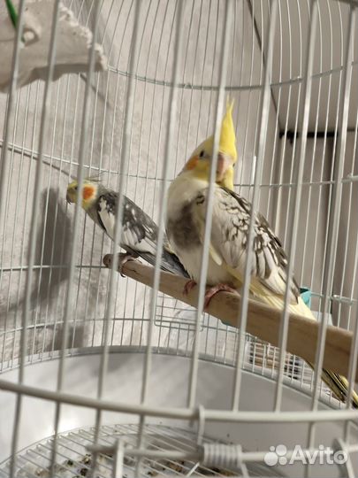 Попугаи корелла