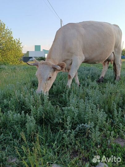 Корова дойная