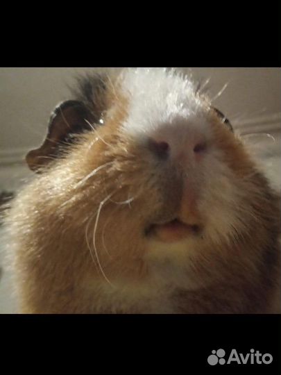 Морская свинка в добрые руки, с клеткой