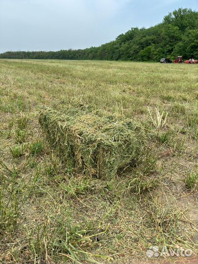 Сено в тюках