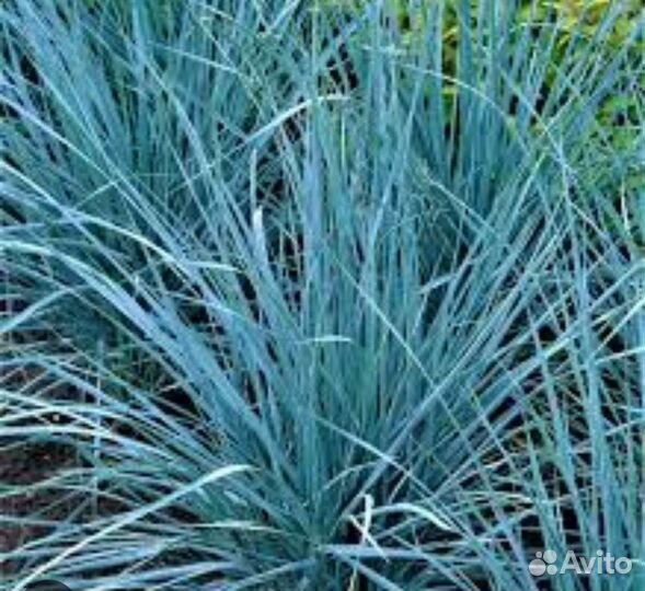 Элемус (голубая трава)