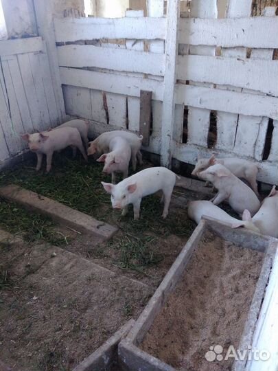 Поросята дюрок+ландрас