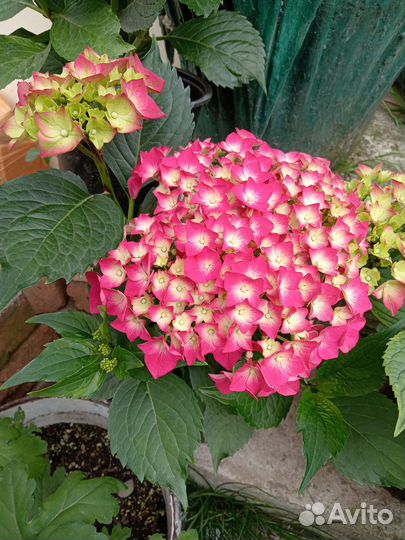 Гортензия в ассортименте