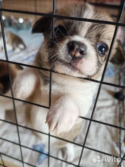 Щенки помесь