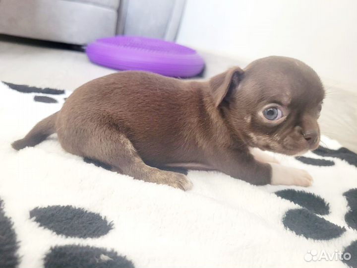 Щенки чихуахуа