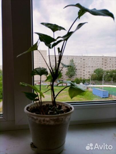 Сингониум Австралия, комнатные растения