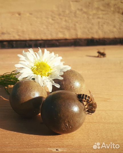 Прополис пчелиный