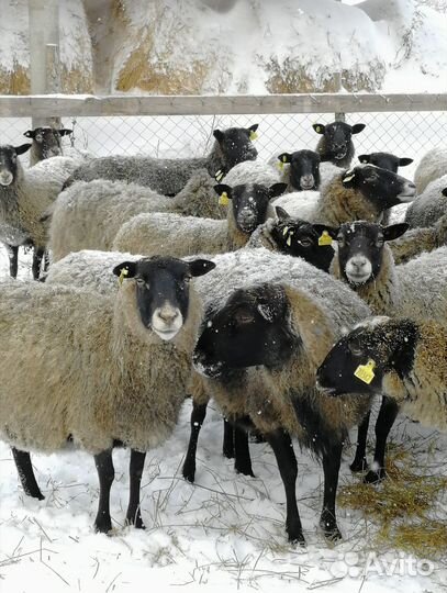 Продаю овец и ярок чистокровной романовской породы
