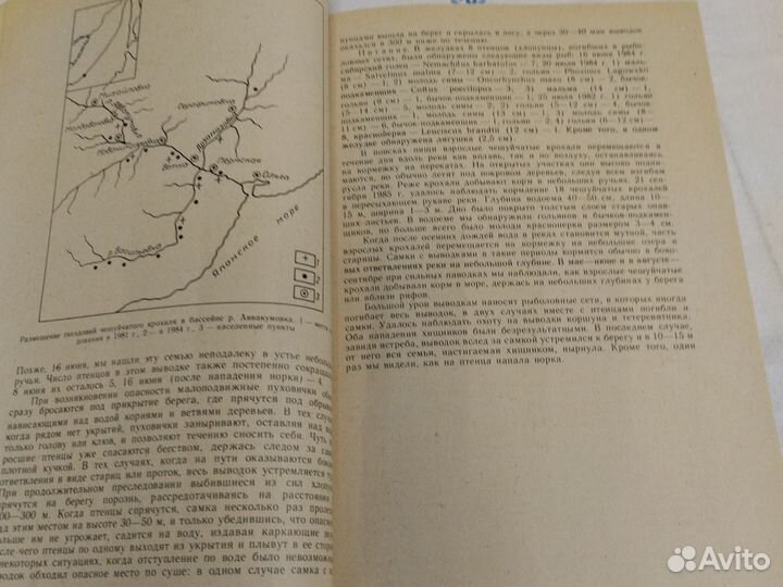 Редкие птицы дальнего востока и их охрана 1988