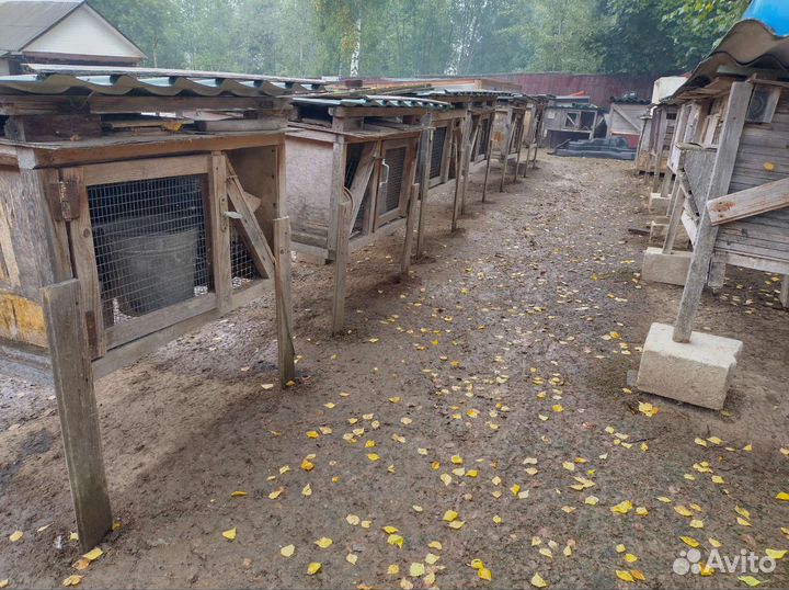 Уличный Крольчатник