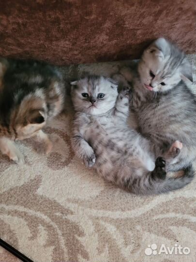 Шотландские котята
