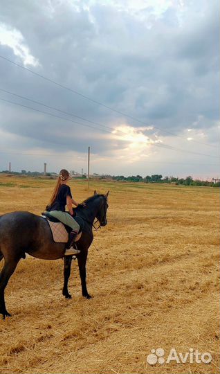 Катание на лошадях Новопавловск