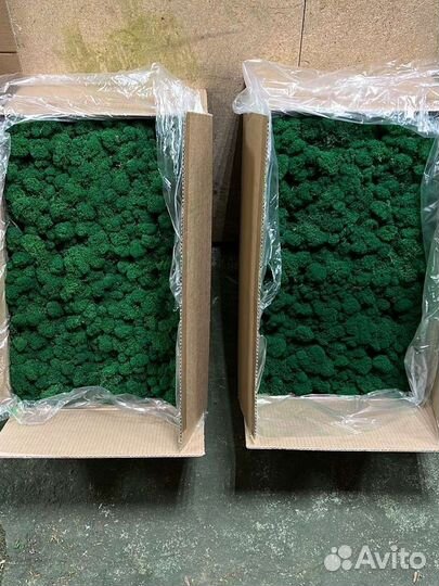 Стабилизированный мох, фито-стены