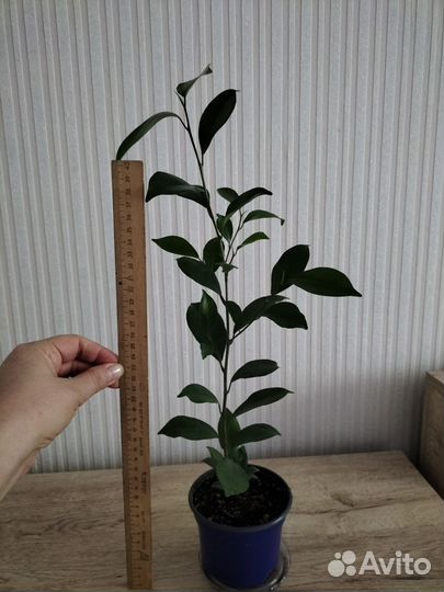 Фикус микрокарпа