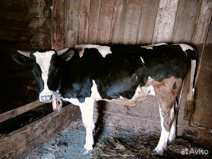 Быки и телки на мясо