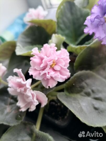 Цветущие фиалки