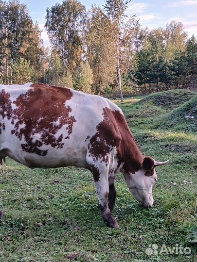 Стальные тёлки