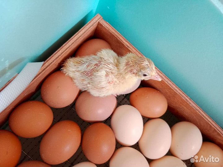 Цыплята, индюшата, перепелята вывод на заказ