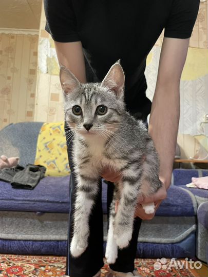 Кот в добрые руки