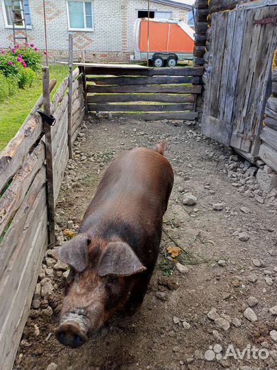 Услуги хряка