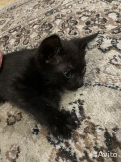 Котята в добрые руки даром девочка