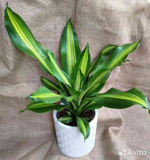 Драцена Комнатные растения Доставка растений