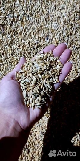 Кукуруза, ячмень, комбикорм в гранулах