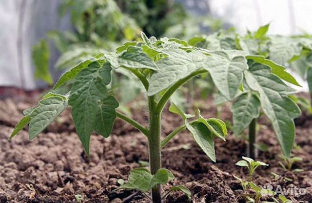 Рассада помидор
