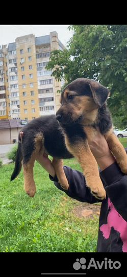 Щенок крупной породы девочка в добрые руки