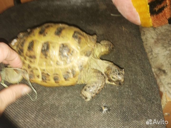 Черепаха сухопутная бронь