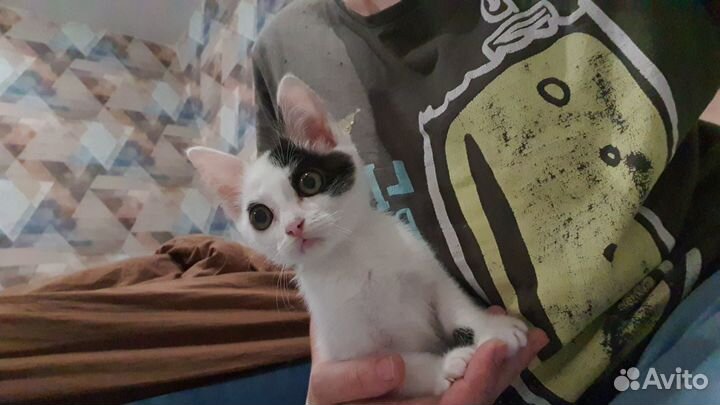 Котенок котик