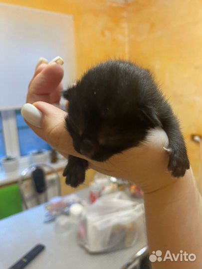 Котенка в добрые руки