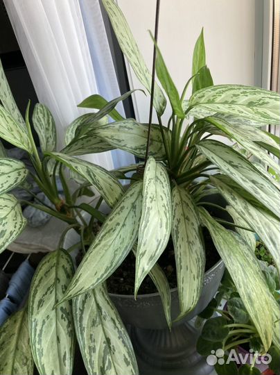 Цветок аглоунема