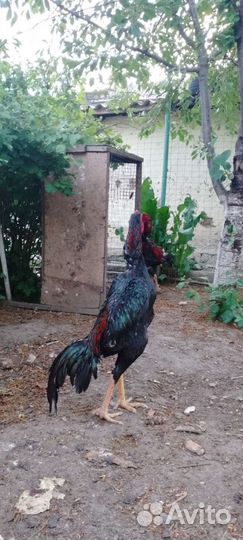 Бойцовые петухи