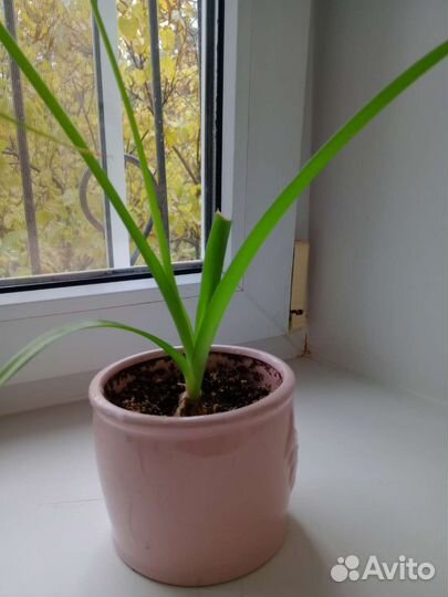 Индийский лук