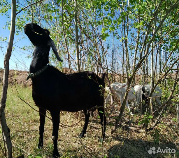 Нубийские козы