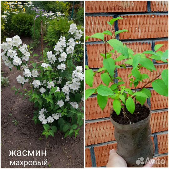 Многолетние растения