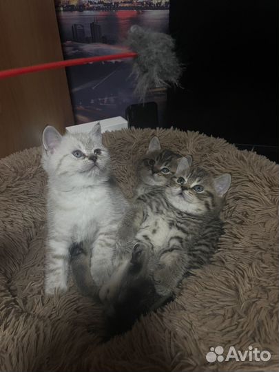 Шотландская